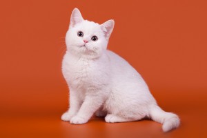 Затушеванный камео окрас британских кошек. Фото окрас камео британских кошек, котов, котят. Затушеванный камео окрас: стандарт окраса. 